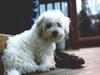 Dog - Terrier (Canis lupus familiaris)