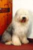 Dog - Old English Sheepdog (Canis lupus familiaris)