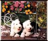 Dogs - Old English Sheepdog (Canis lupus familiaris)