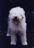 Dogs - Old English Sheepdog (Canis lupus familiaris)