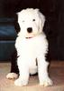 Dog - Old English Sheepdog (Canis lupus familiaris)