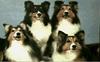 Dogs - Shetland Sheepdog (Canis lupus familiaris)