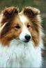 Dog - Shetland Sheepdog (Canis lupus familiaris)