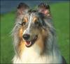 Dog - Shetland Sheepdog (Canis lupus familiaris)