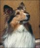 Dog - Shetland Sheepdog (Canis lupus familiaris)