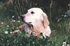 Dog - Golden Retriever (Canis lupus familiaris)