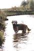 Dog - Golden Retriever (Canis lupus familiaris)