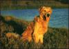 Dog - Golden Retriever (Canis lupus familiaris)