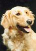 Dog - Golden Retriever (Canis lupus familiaris)