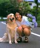 Dog - Golden Retriever (Canis lupus familiaris)