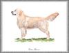 [Painting] Dog - Golden Retriever (Canis lupus familiaris)