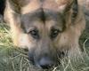 Dog - German Shepherd (Canis lupus familiaris)