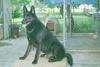 Dog - German Shepherd (Canis lupus familiaris)