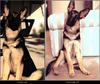 Dog - German Shepherd (Canis lupus familiaris)