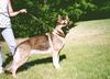 Dog - German Shepherd (Canis lupus familiaris)