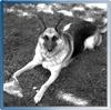 Dog - German Shepherd (Canis lupus familiaris)