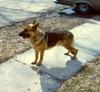 Dog - German Shepherd (Canis lupus familiaris)