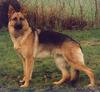 Dog - German Shepherd (Canis lupus familiaris)