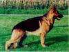 Dog - German Shepherd (Canis lupus familiaris)