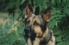 Dog - German Shepherd (Canis lupus familiaris)