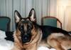 Dog - German Shepherd (Canis lupus familiaris)