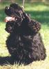 Dog - Cocker Spaniel (Canis lupus familiaris)