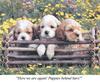 Dogs - Cocker Spaniel puppies (Canis lupus familiaris)