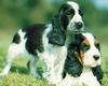 Dogs - Cocker Spaniel puppies (Canis lupus familiaris)