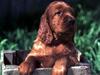 Dog - Cocker Spaniel puppy (Canis lupus familiaris)