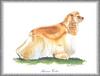 [Painting] Dog - American Cocker Spaniel (Canis lupus familiaris)