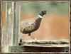 Ring-necked Pheasant male (Phasianus colchicus)