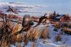 Ring-necked Pheasant flock (Phasianus colchicus)