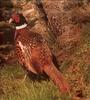 Ring-necked Pheasant male (Phasianus colchicus)