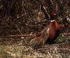 Ring-necked Pheasant pair (Phasianus colchicus)