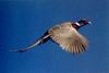 Ring-necked Pheasant male (Phasianus colchicus)