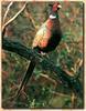 Ring-necked Pheasant male (Phasianus colchicus)