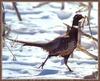 Ring-necked Pheasant male (Phasianus colchicus)