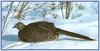 Ring-necked Pheasant female (Phasianus colchicus)