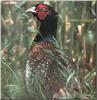 Ring-necked Pheasant male (Phasianus colchicus)