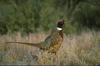 Ring-necked Pheasant male (Phasianus colchicus)