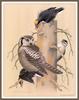 [Animal Art - William Zimmerman] Black-backed Woodpecker (Picoides arcticus)