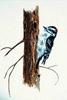 [Animal Art] Downy Woodpecker (Picoides pubescens)