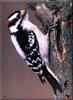 Downy Woodpecker (Picoides pubescens)