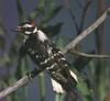 Downy Woodpecker (Picoides pubescens)