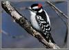 Downy Woodpecker (Picoides pubescens)