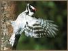 Downy Woodpecker (Picoides pubescens)