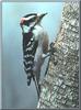 Downy Woodpecker (Picoides pubescens)