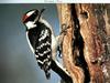 Downy Woodpecker (Picoides pubescens)