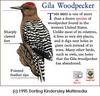 Gila Woodpecker (Melanerpes uropygialis)