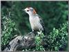 Golden-fronted Woodpecker (Melanerpes aurifrons)